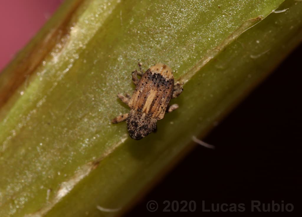 Faustinus Rivaldi Broca-do-caule-do-tomateiro (Faustinus cubae) — Controles Registrados ...