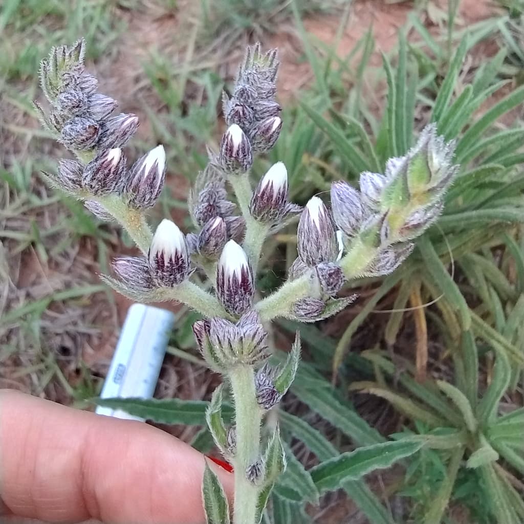 Peixe Roxo assa-peixe-roxo (Vernonia cognata) — Controles Registrados ...