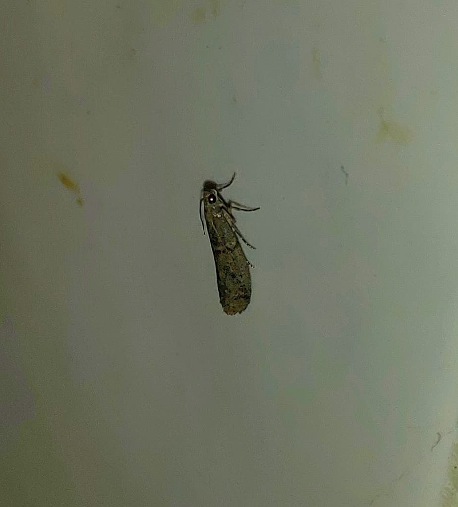 Traca Animal Insecto Traça (Ephestia elutella) — Controles Registrados | ArquivoAgro ...